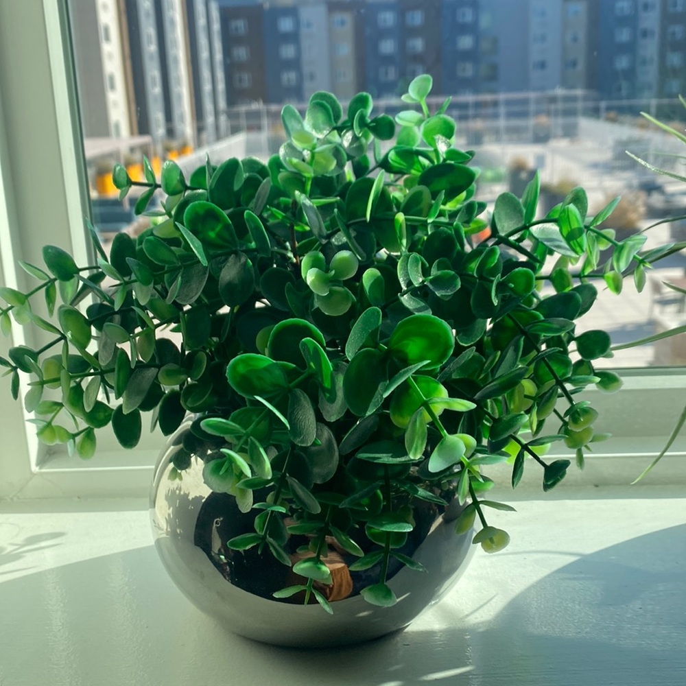 Decorative plant